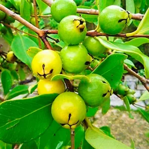 muda-de-araca-amarelo-mondini-plantas
