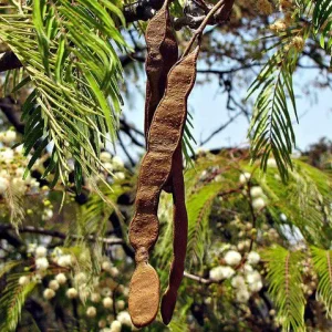 muda_de_angico_vermelho_anadenanthera_macrocarpa_1935_variacao_2219_2_5194bdc4cc9095457ded9f364780fb1f